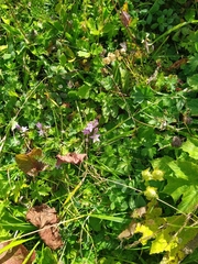 Gentianeae