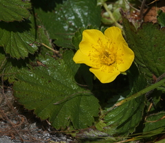 Geum montanum