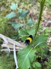 Lophocampa maculata