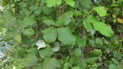 Rubus ulmifolius