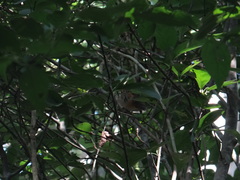 Ramphocaenus melanurus