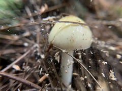 Amanita lavendula