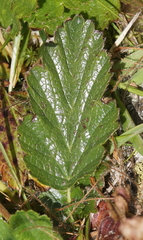 Geum montanum
