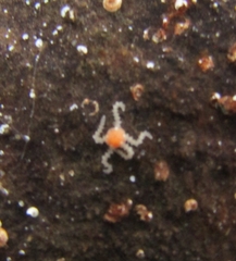 Amphipholis squamata