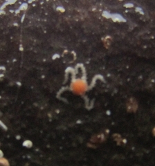 Amphipholis squamata