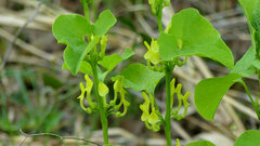 Aristolochia clematitis