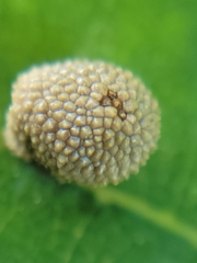 Acraspis quercushirta