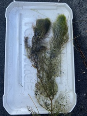 Utricularia macrorhiza