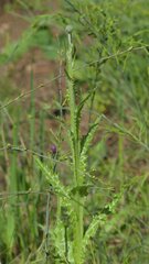 Tyrimnus leucographus