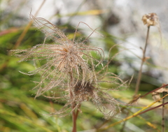 Geum montanum