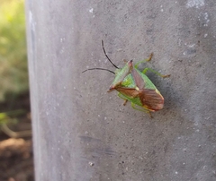 Acanthosoma haemorrhoidale