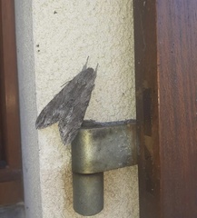 Agrius convolvuli