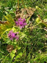 Centaurea phrygia