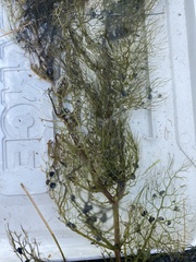 Utricularia macrorhiza