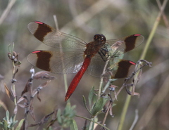 Sympetrum pedemontanum