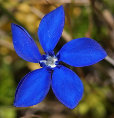 Gentiana bavarica bavarica
