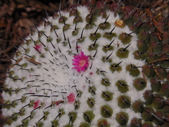 Mammillaria orcuttii