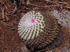 Mammillaria orcuttii