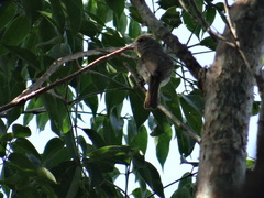 Piranga roseogularis