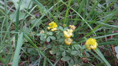 Trifolium aureum