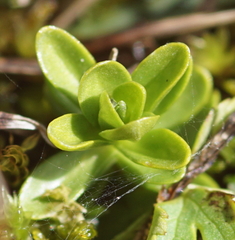 Gentiana bavarica bavarica