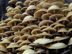 Kuehneromyces mutabilis
