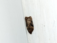 Acleris braunana