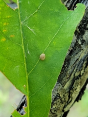 Acraspis quercushirta