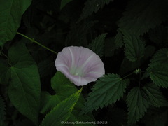 Calystegia sepium spectabilis