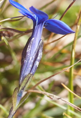 Gentiana bavarica bavarica