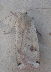 Noctua pronuba