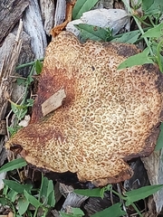 Protostropharia semiglobata