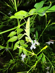 Hierodula transcaucasica