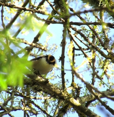 Aphrastura spinicauda