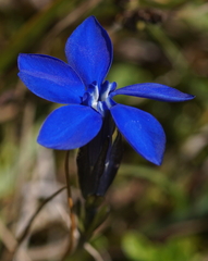 Gentiana bavarica bavarica