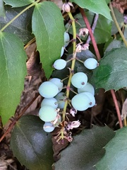 Berberis nervosa
