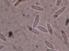 Lachnum virgineum