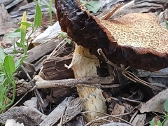 Protostropharia semiglobata