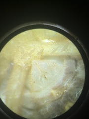 Eremobates suspectus