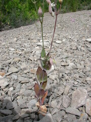 Silene csereii