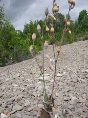 Silene csereii