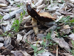 Protostropharia semiglobata