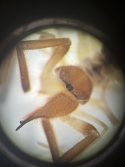 Eremobates suspectus