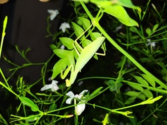 Hierodula transcaucasica