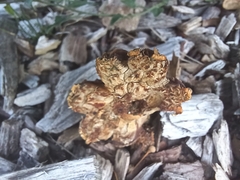 Protostropharia semiglobata