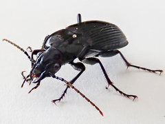 Pterostichus niger