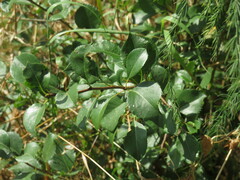 Pyrus communis pyraster