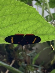 Melanis electron