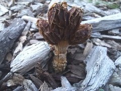 Protostropharia semiglobata