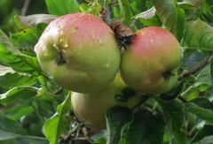 Malus sylvestris